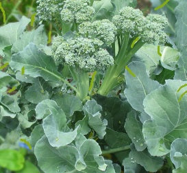 De Cicco Broccoli