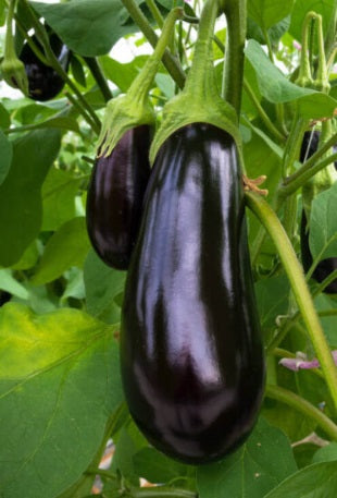 Black Beauty Eggplant