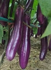 Long Purple Eggplant