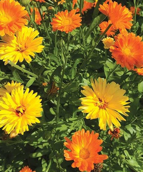 Pacific Beauty Calendula