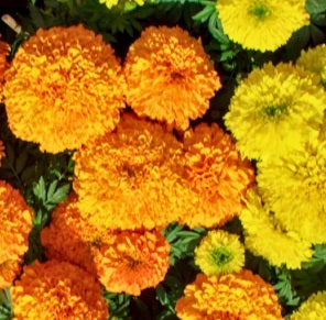 Cracker-Jack Marigold