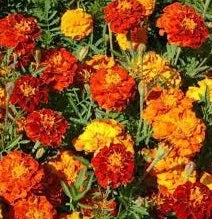Sparky Mix Marigold