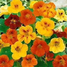 Dwarf Jewel Mix Nasturtium