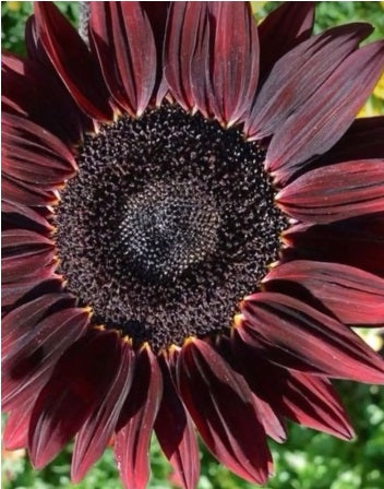 Chocolate Cherry Sunflower