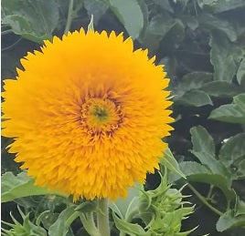 Teddy Bear Sunflower