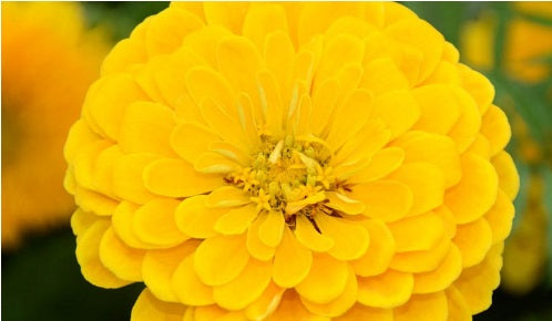Canary Bird Zinnia