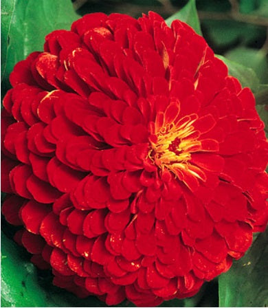 Cherry Queen Zinnia
