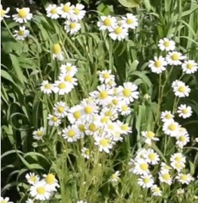 German Chamomile