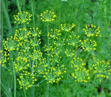Mammoth Long Island Dill