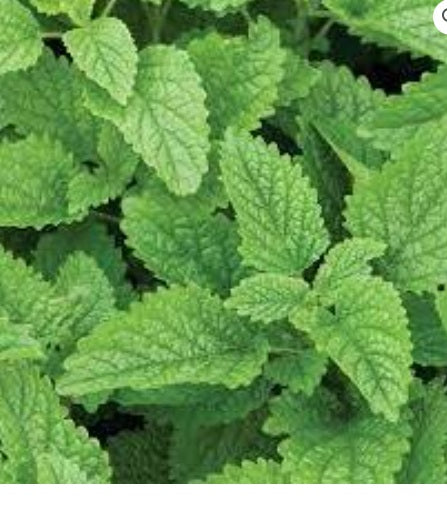 Lemon Balm