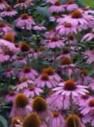 Echinacea (Purple Coneflower)