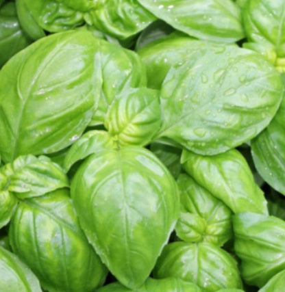 Genovese Basil