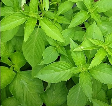Lemon Basil