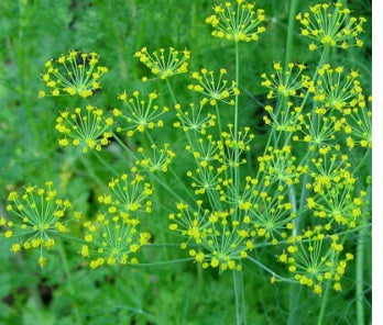 Bouquet Dill