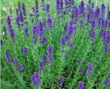 Annise Hyssop
