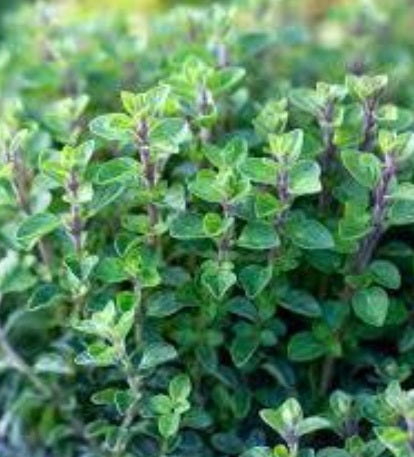 Italian Oregano