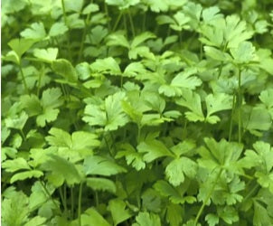 Giant Of Italy Parsley