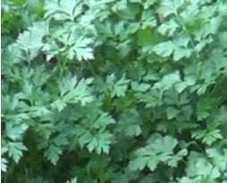 Parsley (Plain)