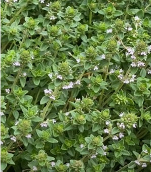 Thyme (Common)