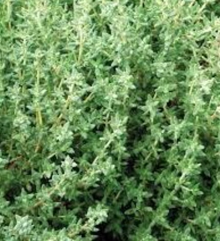 German Thyme