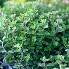 Italian Oregano