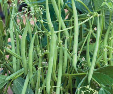 jade beans plant Jade Bush Bean – Homestead Heart