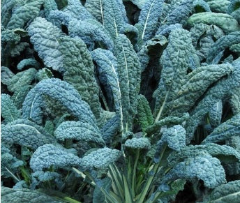 Lacinato ( Dinosaur ) Kale