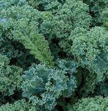 Vates Blue Curled Scotch Kale
