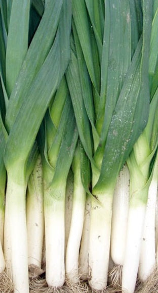 American Flag Leek