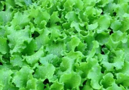 Grand Rapids Lettuce