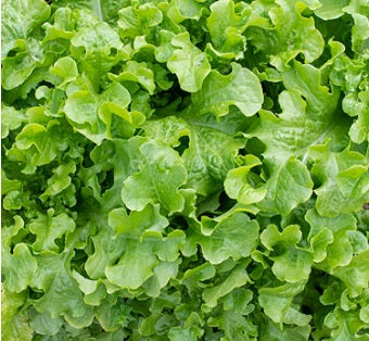 Green Salad Bowl Lettuce