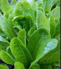 Little Gem Lettuce