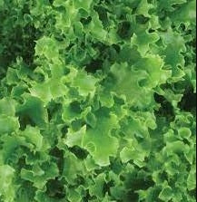 Tango Lettuce