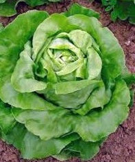 Butter Crunch Lettuce