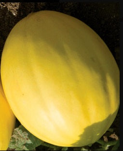 Canary Melon