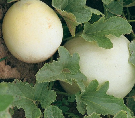 Honey Dew Melon