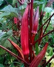 Red Burgundy Okra
