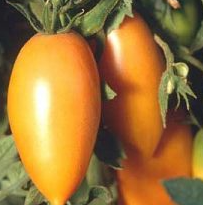 Orange Banana Tomato