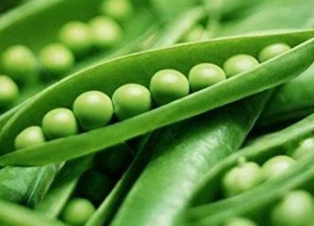 Green Arrow Sweet Pea