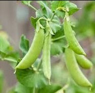 Little Marvel Sweet Pea