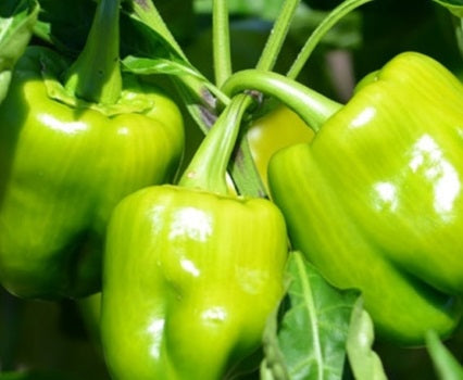 Emerald Giant Bell Pepper