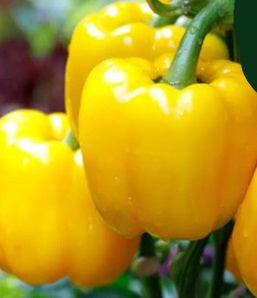 Golden California Wonder Bell Pepper