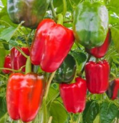 Keystone Giant Bell Pepper