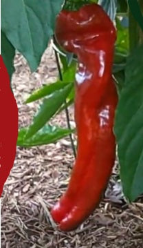 Red Marconi Pepper