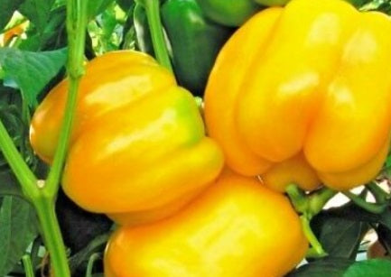 Sunbright Bell Pepper
