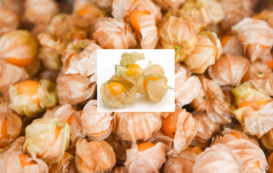 Pineapple Ground Cherry