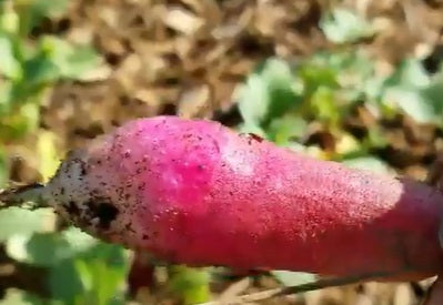 French Breakfast Radish