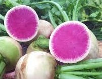 Watermelon Radish