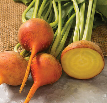Golden Detroit Beet