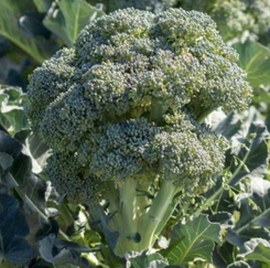 Waltham 29 Broccoli